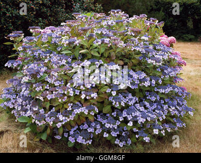 Hydrangea macrophylla - `Mariesii Perfecta' AGM   TRS105081 Stock Photo